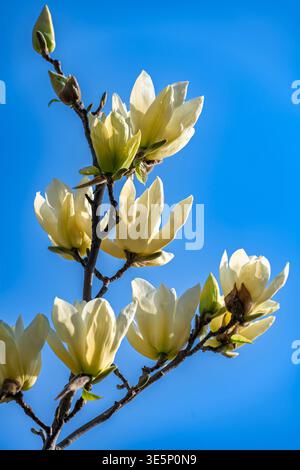 Beijing, China - April 1 2026: Beautiful yellow magnolia flowers blooming on tree branches against a clear blue spring sky. Stock Photo