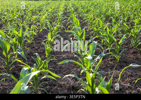 Young corn sprouts emerging in rows, signifying growth and agribusiness Stock Photo