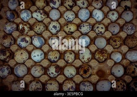 Patterns of rows of fresh quail eggs in a market in Java Indonesia Stock Photo