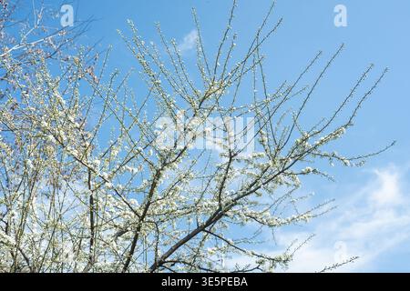 Blooming cherry plum tree with small white flowers against a clear blue sky in spring. Stock Photo