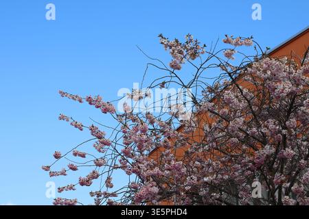 Pink cherry blossom branches against a blue sky and orange house Stock Photo
