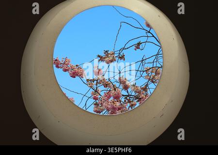 View through a concrete pipe of pink cherry blossoms against a blue sky Stock Photo