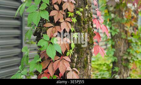 Colorful ivy with red and green leaves climbing a mossy tree trunk Stock Photo