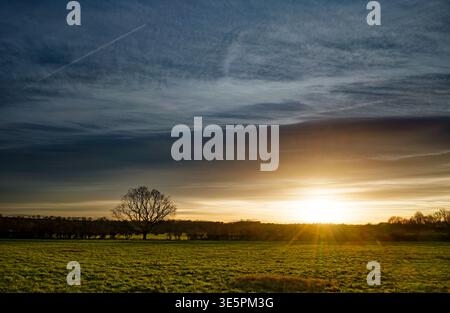 A single leafless winter tree is silhouetted against a sunset in a flat landscape, Sprotbrough, Doncaster, South Yorkshire. Stock Photo