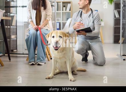 Labrador with owner and veterinarian in clinic waiting area before pet checkup Stock Photo