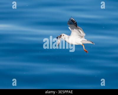 A black-headed gull, Chroicocephalus ridibundus, carrying a fish it has just caught. Stock Photo