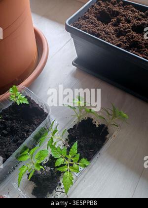 Gardening tools and seedling plants are arranged to be moved and growth Stock Photo