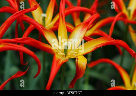 Tulipa 'Go Go Red', lily-flowered tulip, red flower with bright golden yellow centre and narrow petals, vibrant variety blooms in April Stock Photo