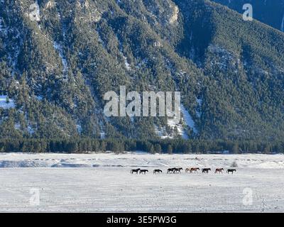 Horses walking across snowy field with mountain forest background, winter landscape Stock Photo
