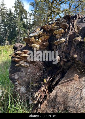 Oak mazegill mushrooms growing on a rotting tree. Stock Photo