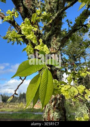 New growth of leaves in spring on a bigleaf maple tree. Stock Photo