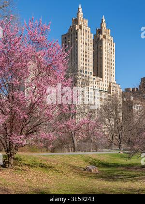 Spring in Central Park. Okame Cherry blossoms and Art Deco building on the Upper West Side Central Park West Historic District. Manhattan, New York Stock Photo