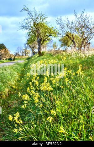 Swathe of Common Cowslips (Primula veris) on roadside verge - Boussay, Indre-et-Loire (37), France. Stock Photo