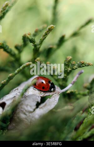Macro of a Seven-Spotted Ladybug on an Evergreen Branch Stock Photo