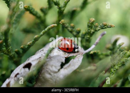 Macro of a Seven-Spotted Ladybug on an Evergreen Branch Stock Photo