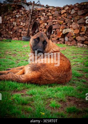 Belgian Malinois Dog Lying Relaxing on Green Grass Farm Outdoor Morocco Stock Photo