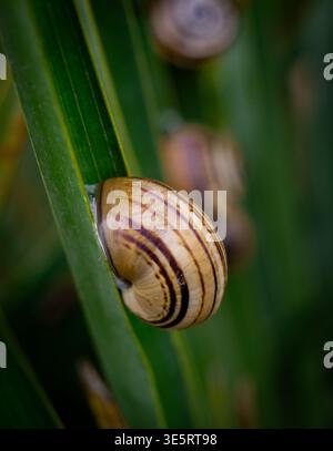 Garden Snail Shell Macro Close Up on Green Leaf Plant Nature Morocco Stock Photo