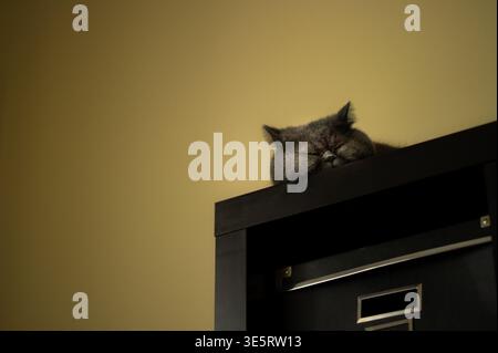 Cute grey Exotic Shorthair cat sleeping on top of a black cabinet, Luxembourg City. Stock Photo