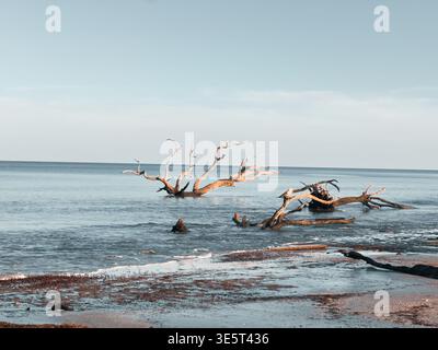Dry wood on the beach during sunset Stock Photo