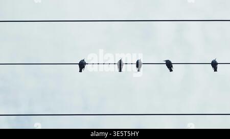 Birds perching on power lines against a clear sky, one bird stretching its wing Stock Photo