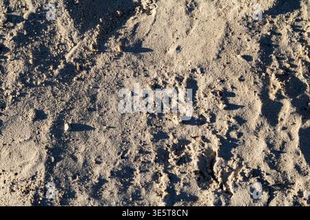 Sandy dirt road surface texture, rough dry ground background with gray brown soil, gravel and small stones overhead view Stock Photo