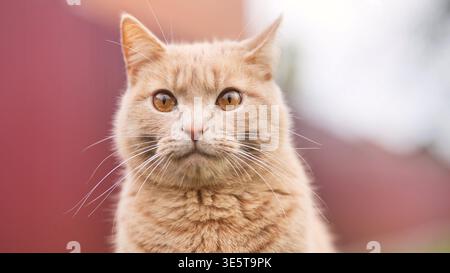 Ginger domestic shorthair cat with intense amber eyes watching outdoors Stock Photo