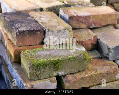Close-up of old weathered bricks with green moss and mortar residue. Stack of reclaimed antique clay bricks in various colors for rustic construction Stock Photo