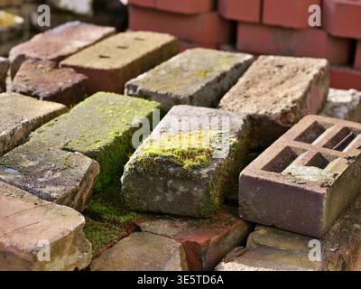 Close-up of old weathered bricks with green moss and mortar residue. Stack of reclaimed antique clay bricks in various colors for rustic construction Stock Photo