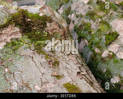 Macro texture of green moss and grey lichen on old tree bark. Close-up of organic growth on a weathered wooden surface in a forest. Natural pattern of Stock Photo