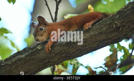 Cute red squirrel relaxing on a tree branch in a sunny forest Stock Photo