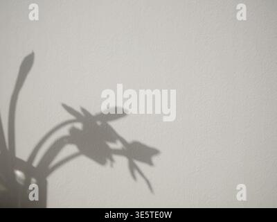 Abstract shadow of daffodils on a textured white wall. Minimalist aesthetic with soft morning sunlight. Clean background for spring concepts, interior Stock Photo