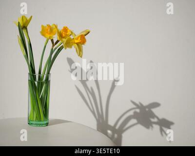 Yellow daffodils in a glass vase on a white table. Elegant long shadows on a neutral wall. Minimalist spring composition with bright sunlight. Stock Photo