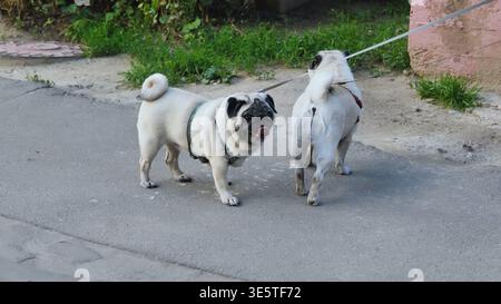 Two fawn pugs wearing harnesses walking on pavement with leashes outdoor Stock Photo