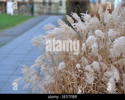 Dried Miscanthus sinensis ornamental grass. Silver maiden grass plumes in winter. Feathery flower heads blowing in the wind. Golden brown stalks again Stock Photo