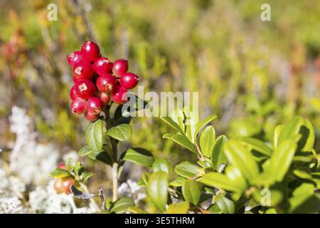 The ripe berries of lingonberries (Vaccinium vitis) glow red, Dalarnas laen, Sweden Stock Photo