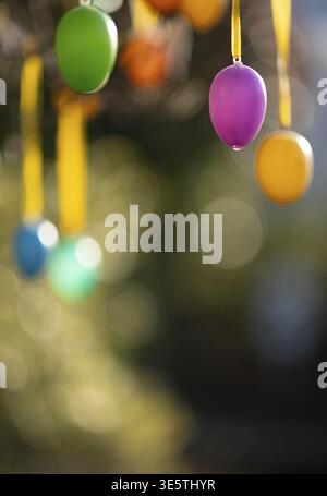 Colourful Easter eggs hang on tree, Easter tree, Easter bush, decorated, Easter decoration, Fellbach, Baden-Wuerttemberg, Germany Stock Photo