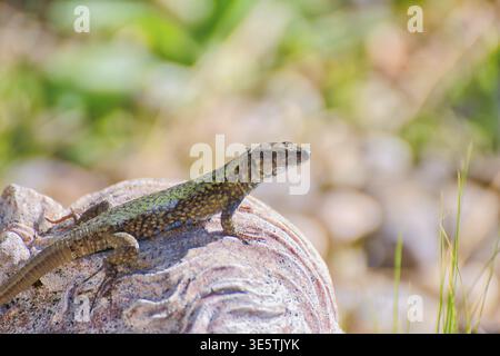 Lizard sitting on a rock in the sun surrounded by natural vegetation, wall lizard, Podarcis muralis, Grenzach- Wyhlen, Baden-Wuerttemberg, Germany Stock Photo