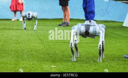 Robotic dogs moving on a green lawn, showcasing modern engineering and artificial intelligence Stock Photo