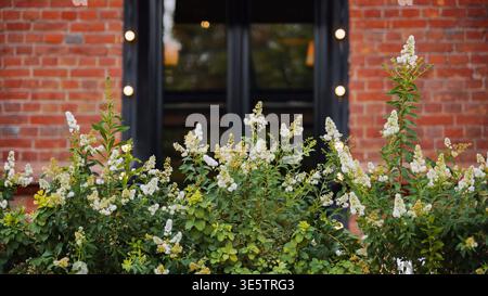 White flowers growing in front of a brick wall with a window Stock Photo