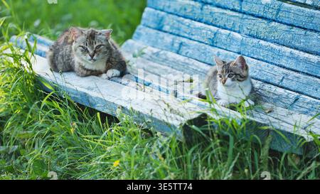 A sick stray cat and her kitten are resting on a blue bench. Stock Photo