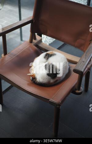 Cat sleeps on a chair in a quiet room during the day Stock Photo