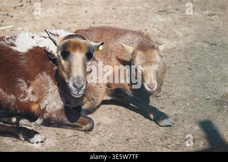 Two sheep resting together on a sunny day Stock Photo