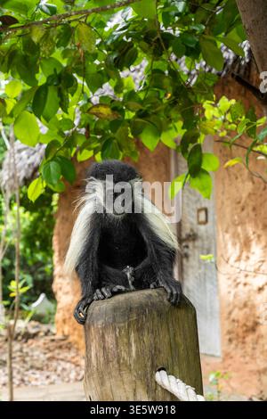 Colobus monkey relaxing on a tree stump, captured from a slightly elevated angle Stock Photo