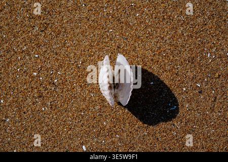 In the close-up, the white scallop shell lies on the golden gravel, and the clear radial texture on the shell surface is in sharp contrast with the ro Stock Photo