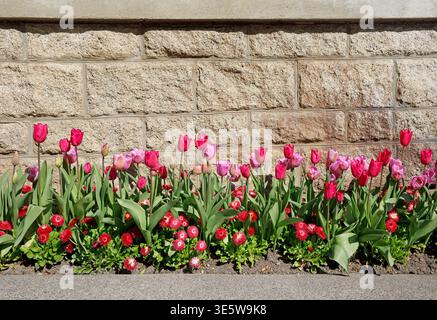 Tulips and English Daisies planted along a brick wall in the Butchart Gardens on the Saanich Peninsula of Vancouver Island, BC, Canada Stock Photo