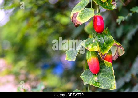 Ripe fruits of Coccinia grandis or Ivy gourd (Coccinia Grandis Voigt) hanging on the vine in nature. Stock Photo