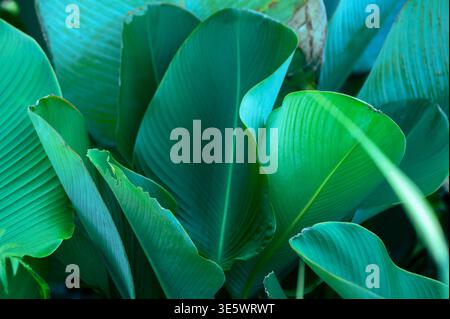Colorful leaves on nature background, beautiful colored tropical leaves Stock Photo