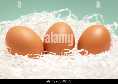 Three brown eggs on white cut paper nest with blue horizontal background Stock Photo