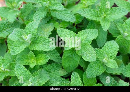 Mentha Strawberry Mint, mint Strawberry Mint, small, aromatic, mid-green leaves, scent reminiscent of strawberries Stock Photo