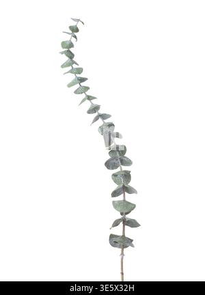 Eucalyptus branch with  rounded silvery-blue leaves isolated on white background. Stock Photo